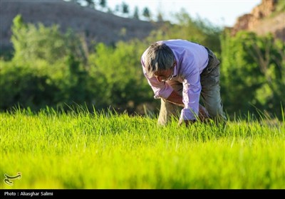 &#171;فصل برنج&#187; در بابا امان بجنورد