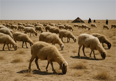 توزیع 12 هزار تن نهاده دامی در کرمان؛ نیاز عشایر تا پایان سال به 20 هزار تن