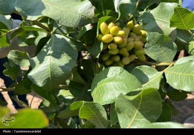 استاندار اردبیل از کشت و صنعت مغان و بزرگ‌ترین باغ غرب آسیا در ماکو بازدید کرد