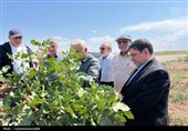 استاندار اردبیل از کشت و صنعت مغان و بزرگ‌ترین باغ غرب آسیا در ماکو بازدید کرد