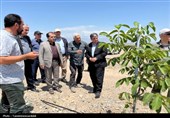 استاندار اردبیل از کشت و صنعت مغان و بزرگ‌ترین باغ غرب آسیا در ماکو بازدید کرد