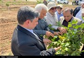 استاندار اردبیل از کشت و صنعت مغان و بزرگ‌ترین باغ غرب آسیا در ماکو بازدید کرد