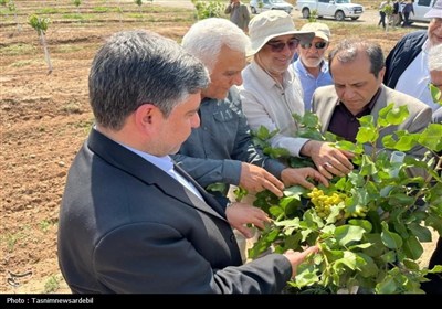 استاندار اردبیل از کشت و صنعت مغان و بزرگ‌ترین باغ غرب آسیا در ماکو بازدید کرد