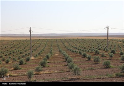استاندار اردبیل از کشت و صنعت مغان و بزرگ‌ترین باغ غرب آسیا در ماکو بازدید کرد