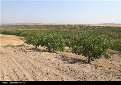 استاندار اردبیل از کشت و صنعت مغان و بزرگ‌ترین باغ غرب آسیا در ماکو بازدید کرد