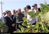 استاندار اردبیل از کشت و صنعت مغان و بزرگ‌ترین باغ غرب آسیا در ماکو بازدید کرد
