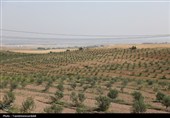 بحران آب برای باغداران و دامداران در لرستان جدی است