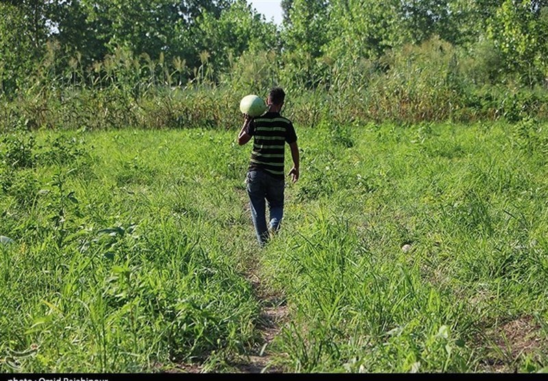 هشدار آب منطقه‌ای: امسال خبری از کشت هندوانه و محصولات پر آب نیست+فیلم
