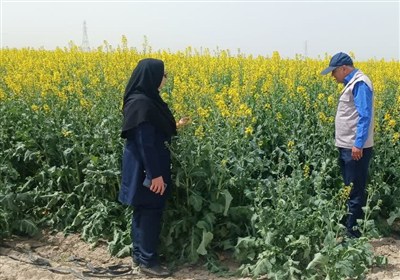 كلزا،كشت،مشهد،شهرستان،كشاورزي،گندم،جهاد،محصول،عباسپور،زراعي، ...