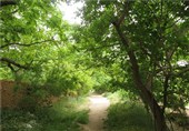 نه به دانه درشتهای ساخت و ساز غیرمجاز در باغات قصردشت