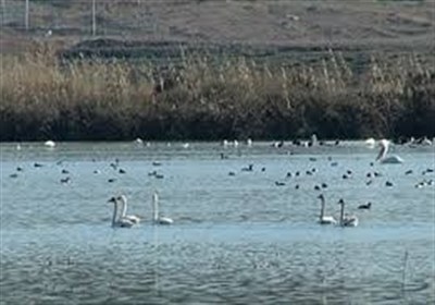 تالاب،استان،حفاظت،اردبيل،مغان،ميل،پرندگان،كمياب