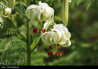 نادرترین گل جهان در داماش گیلان