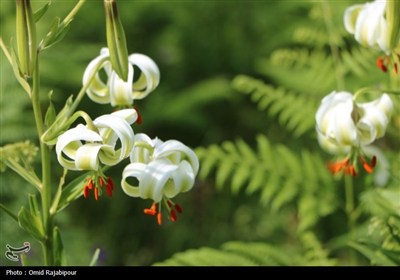 نادرترین گل جهان در داماش گیلان