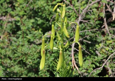 نادرترین گل جهان در داماش گیلان