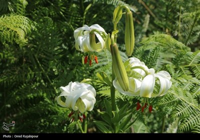 نادرترین گل جهان در داماش گیلان
