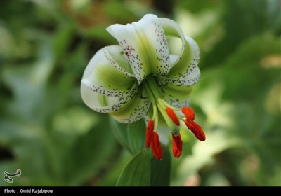 نادرترین گل جهان در داماش گیلان