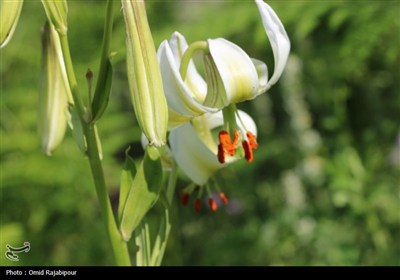 نادرترین گل جهان در داماش گیلان