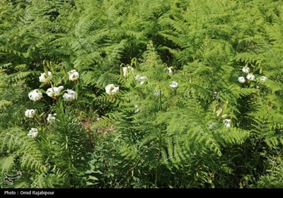 نادرترین گل جهان در داماش گیلان
