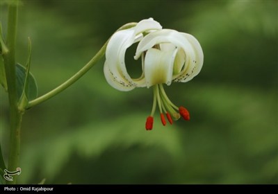 نادرترین گل جهان در داماش گیلان