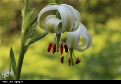 نادرترین گل جهان در داماش گیلان