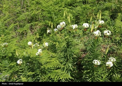 نادرترین گل جهان در داماش گیلان