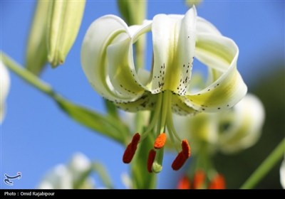 نادرترین گل جهان در داماش گیلان