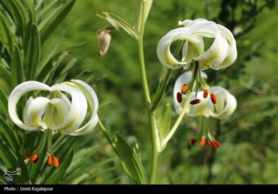 نادرترین گل جهان در داماش گیلان