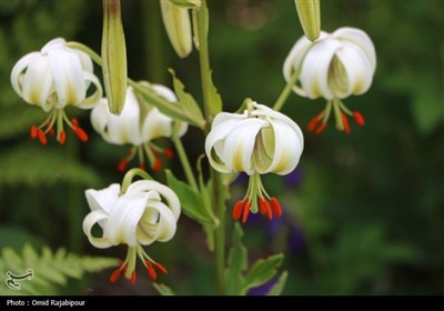 نادرترین گل جهان در داماش گیلان