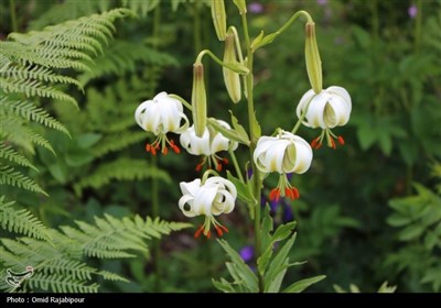 نادرترین گل جهان در داماش گیلان