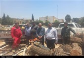 دستگیری متخلف قطع درختان چنار در تنگ سریز