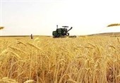خرید تضمینی گندم در کالپوش آغاز شد