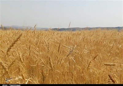 گندم،شهرستان،بيجار،خريد،برداشت،تحويل،مراكز،كشاورزان،جهاد،كشا ...