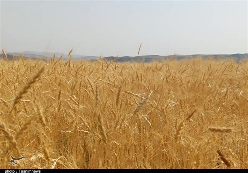 پیش‌بینی تولید ۳۳۰ هزار تن گندم در شهرستان بیجار