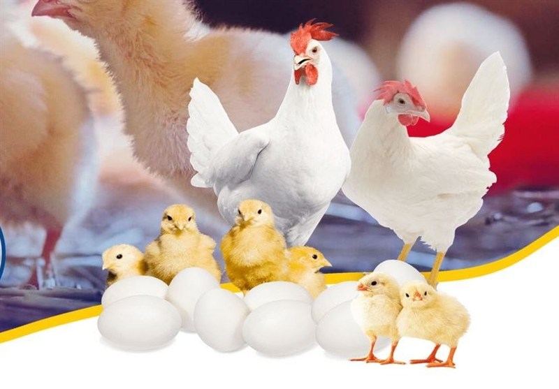 صادرات مرغک به عراق در اوج تنش جنگ با رژیم صهیونیستی