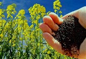 خرید مباشرتی دانههای روغنی در اردبیل