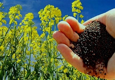 خريد،تعاون،روستايي،استان،محصول،اردبيل،كشاورزان،روغني،اميدوار ...