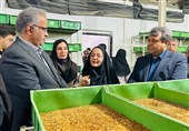 برنامهریزی برای تبدیل سیستان و بلوچستان به قطب تولید پروتئین حشرهای کشور