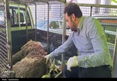 شکار حیوان بیدفاع؛ خرس قهوهای در سیسخت قطع نخاع شد