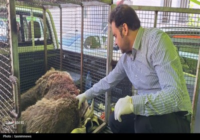 خرس،گلوله،حفاظت،حيوان،شب،گذشته،انگور،اصابت،زيست،محيط،استان،ق ...