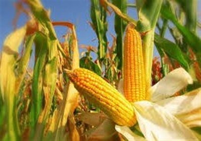 شركت،پارس،500،مجموعه،اقتصادي،خليلي،اردبيل،كشت،اراضي،هكتار،تأمين