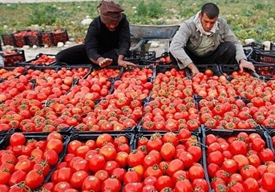 ديلم،شهرستان،محصولات،مركز،طرح،تجهيز،گندم،روستايي،پيگيري،تأكيد