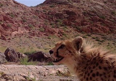 حفاظت،سمنان،ايراني،يوزپلنگ،توران،آسيايي،محلي،ثبت،طبيعي،استان
