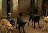 بحران سگ‌های ولگرد در هند؛ 20 هزار قربانی در سال