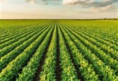 گسترش علف هرز خردل برگ‌مومی در 20 هزار هکتار اراضی چهارمحال و بختیاری