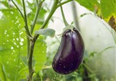 افزایش 86 درصدی عملکرد در پرورش بادمجان با نانوعصاره گیاهی