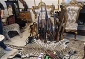 کشف محموله عظیم حیوانات تاکسیدرمی و سلاحهای شکاری در تهران
