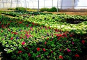 ایجاد 43 هکتار شهرک گلخانه‌ای در بروجرد