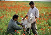واکسن تب برفکی ایرانی؛ نتیجه 5 سال تحقیق دانشمندان هستهای