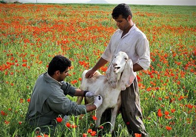 واكسن،برفكي،گاما،تب،ويروس،دام،شيميايي،ايمني،توليد،پرتوتابي،و ...