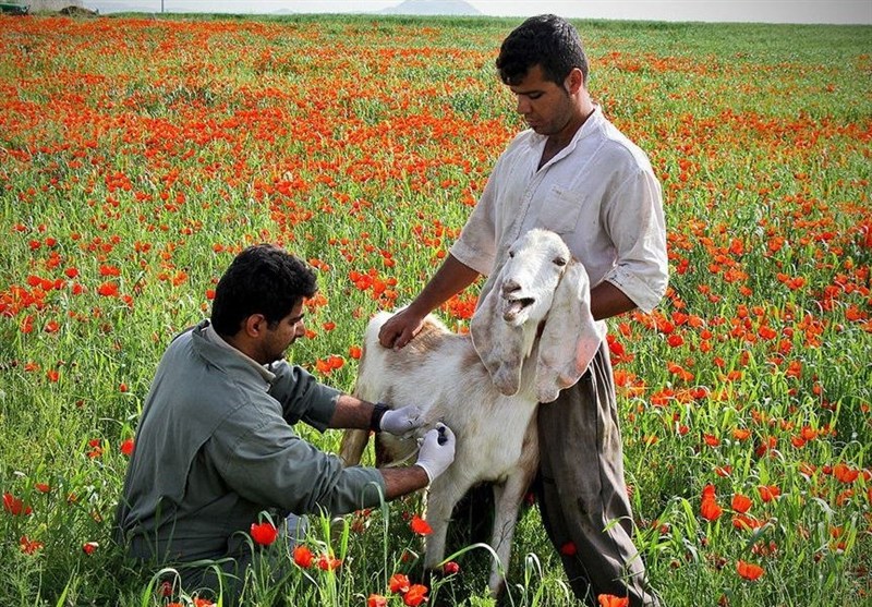 واکسن تب برفکی ایرانی؛ نتیجه 5 سال تحقیق دانشمندان هسته‌ای
